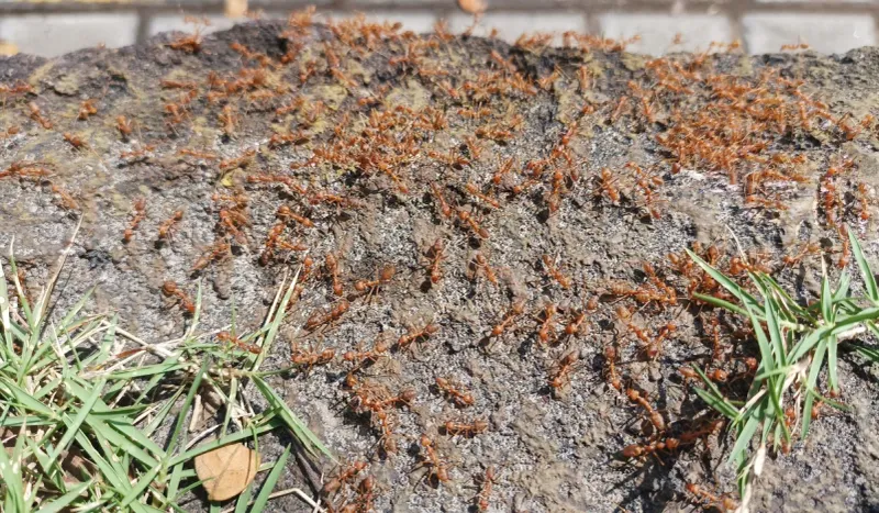 Their Soil Looks Fluffy And Worked Their Soil Looks Fluffy And Worked