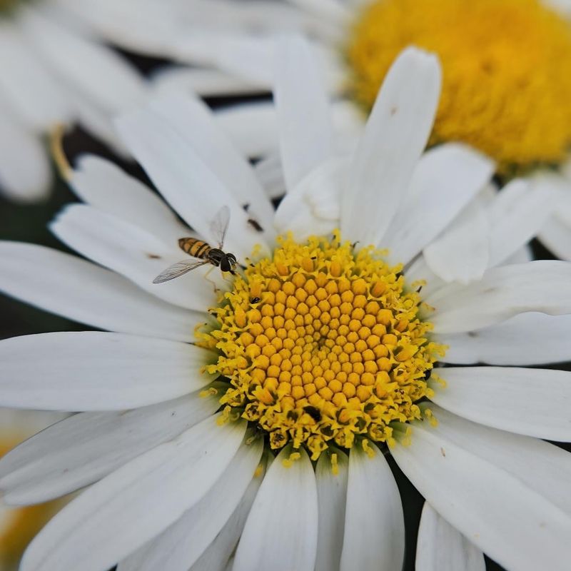 Their Young Are Hungry Aphid Hunters