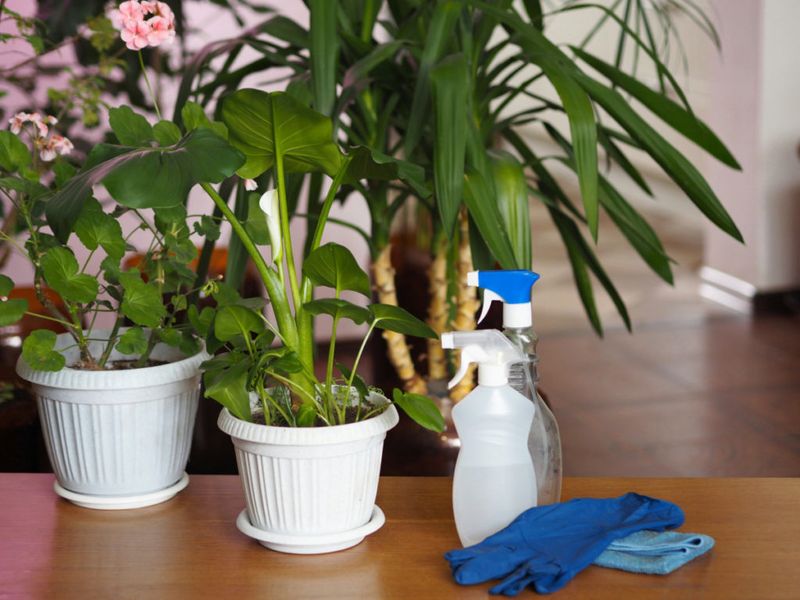 There Are No Natural Predators Indoors
