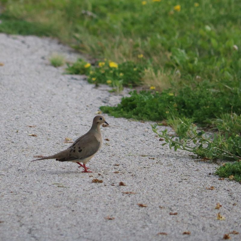 There's Plenty Of Seed On The Ground There's Plenty Of Seed On The Ground