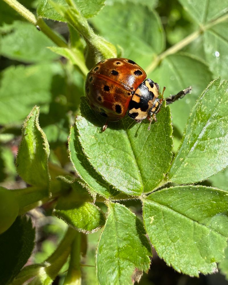 These Beetles Feed Heavily On Aphids And Other Small Pests These Beetles Feed Heavily On Aphids And Other Small Pests