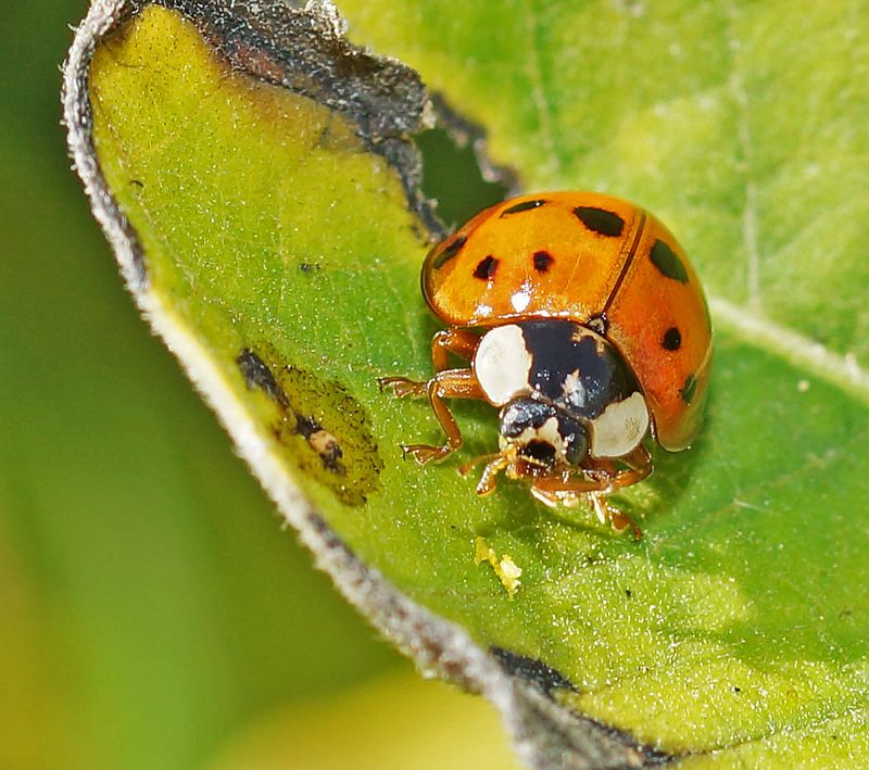 These Beetles Hail From Asia, Not Ohio These Beetles Hail From Asia, Not Ohio
