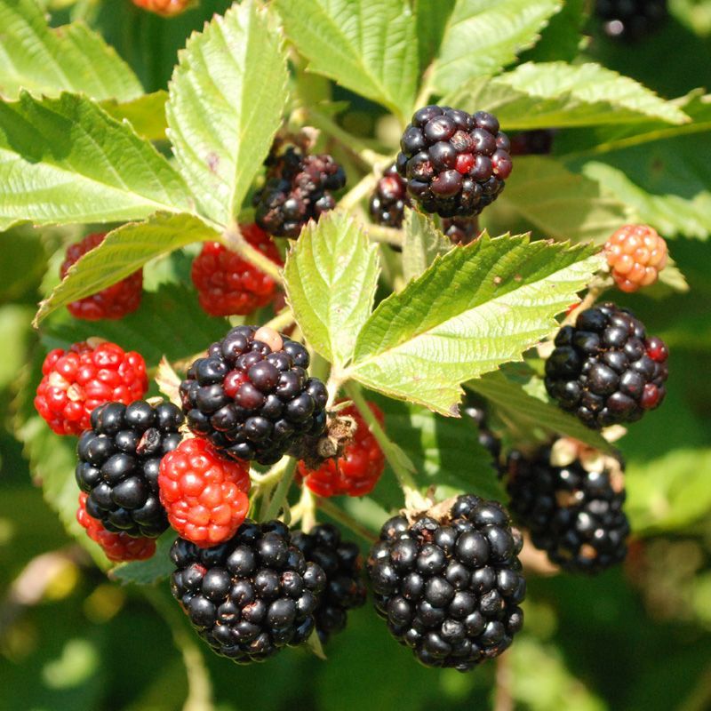 These Blackberries Can Fruit On First Year Canes These Blackberries Can Fruit On First Year Canes