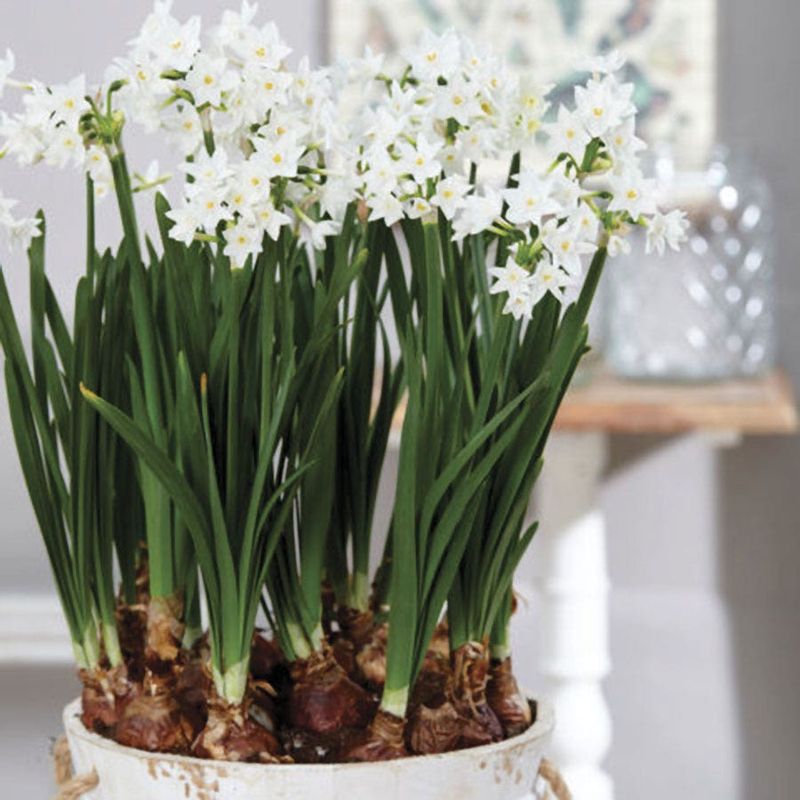 These Fragrant White Bulbs Skip The Cold Nap Most Spring Bulbs Need