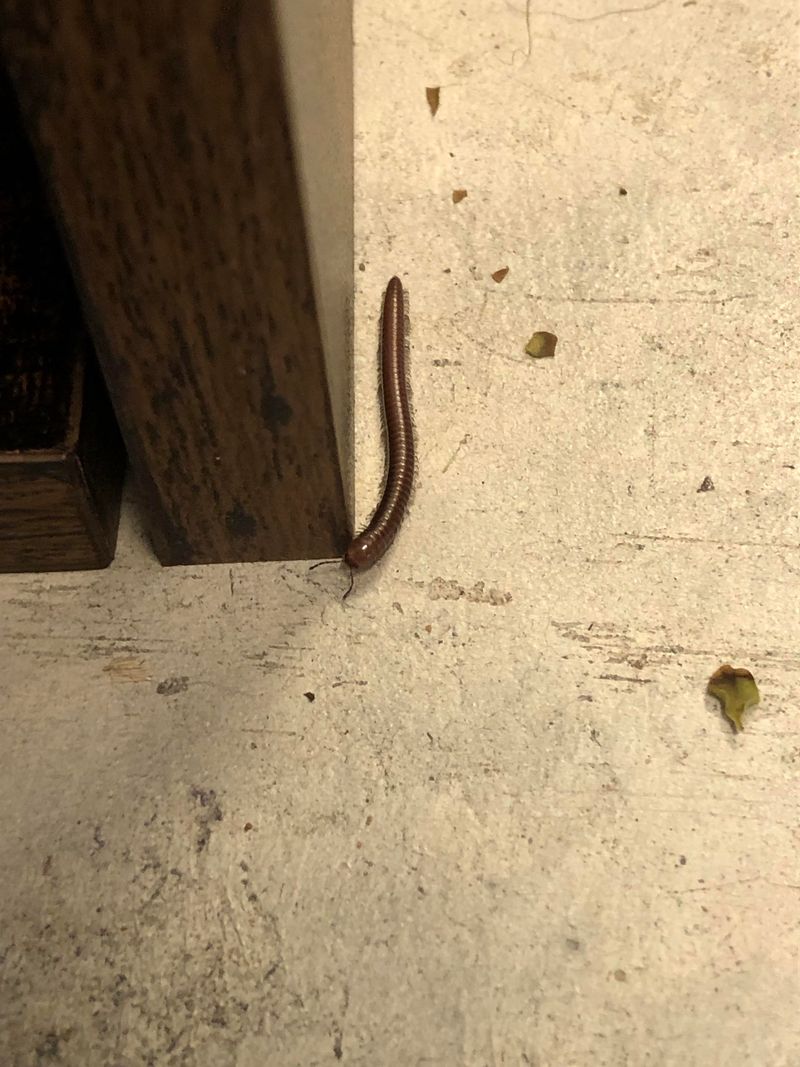 These Many-Legged Visitors Are Usually Harmless Indoors