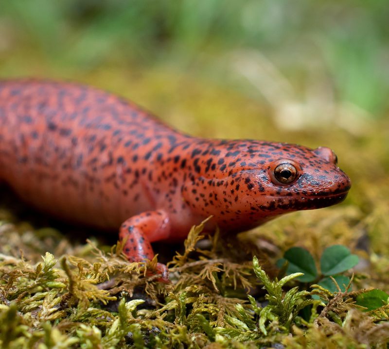 These Native Amphibians Feed On Insects And Other Small Creatures These Native Amphibians Feed On Insects And Other Small Creatures
