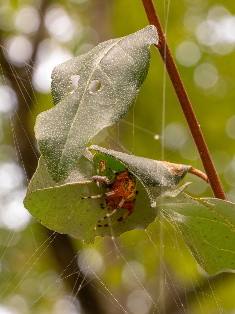 These Orbweavers Often Stay Hidden Near Their Webs By Day These Orbweavers Often Stay Hidden Near Their Webs By Day