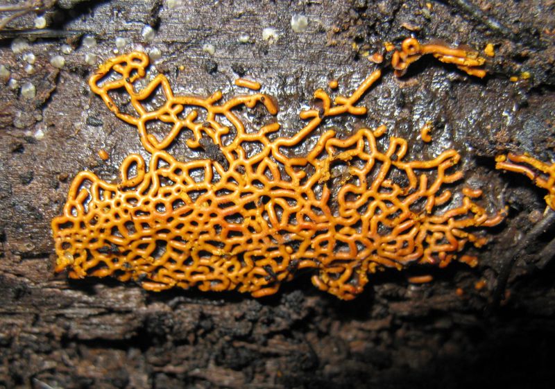 These Tiny Log Cleaners Help Feed The Forest Floor These Tiny Log Cleaners Help Feed The Forest Floor