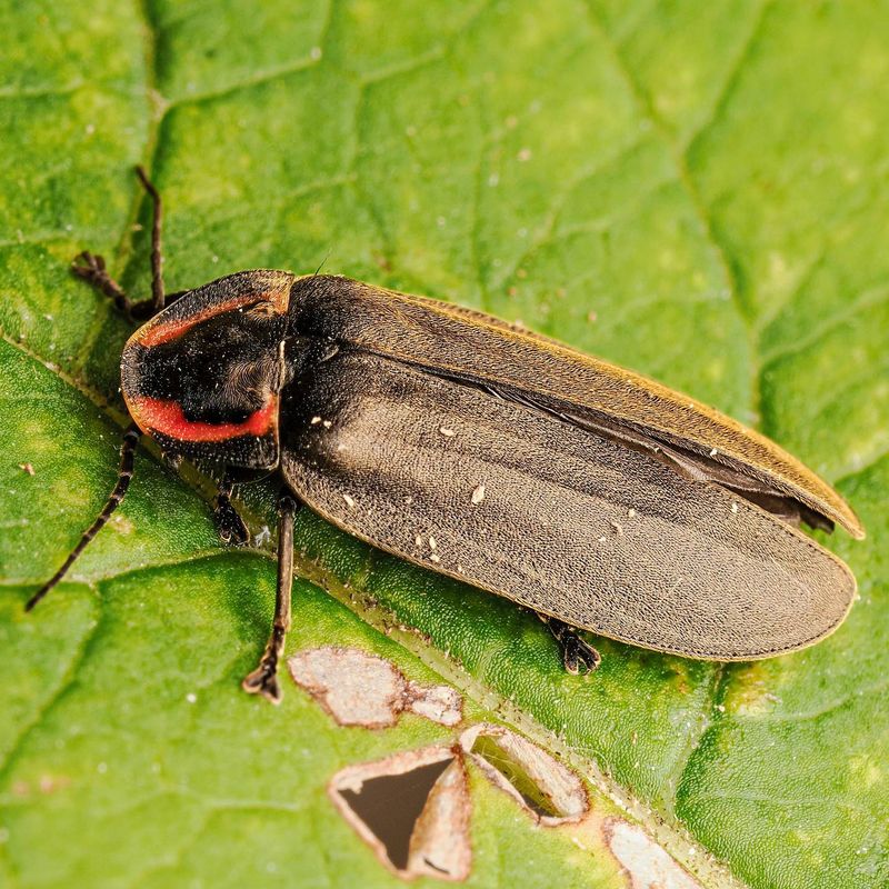 These Unusual Fireflies Do Not Flash Like Summer Lightning Bugs These Unusual Fireflies Do Not Flash Like Summer Lightning Bugs