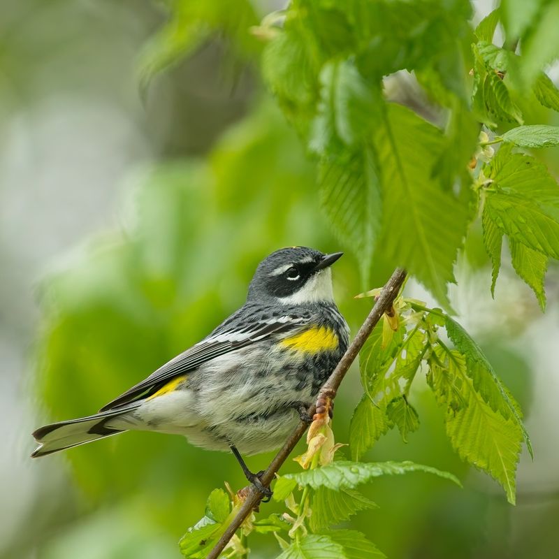 These Warblers Can Digest Wax That Many Birds Can't