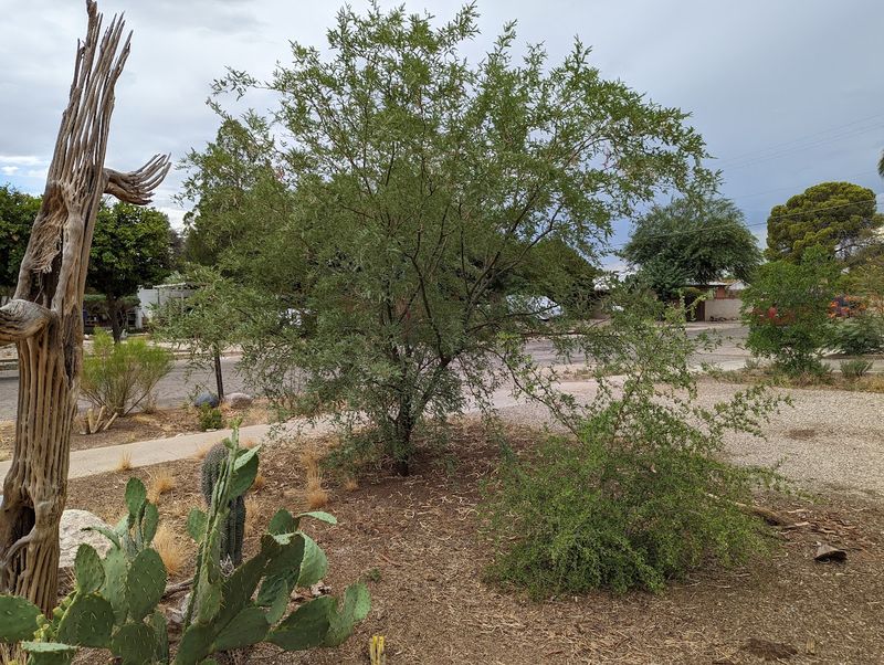 These plants are a starting framework, not a finished food forest