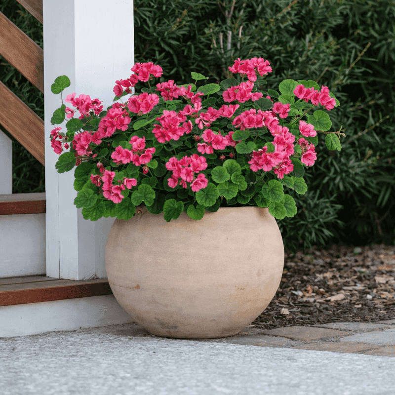These tips apply to common garden geraniums These tips apply to common garden geraniums