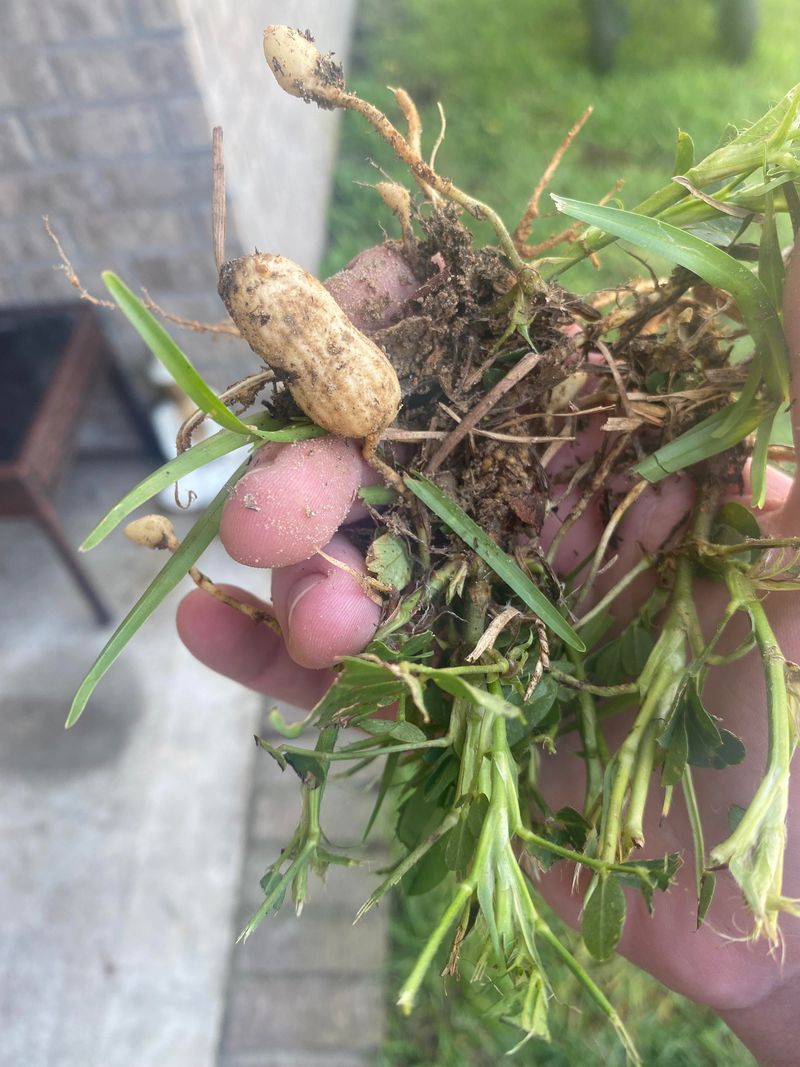 They Add Nitrogen To The Soil