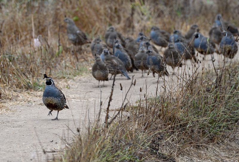 They Are Foraging In A Covey