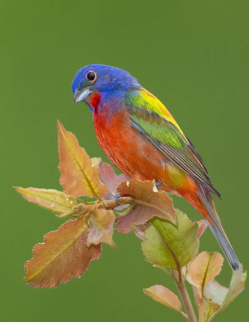 They Arrive In Fall And Stay Into Spring They Arrive In Fall And Stay Into Spring