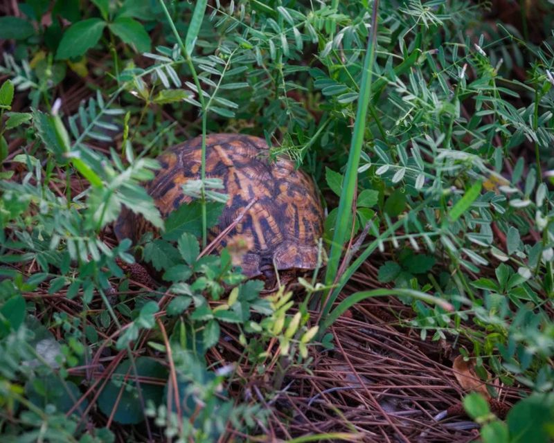 They Attack Box Turtle Eggs And Hatchlings They Attack Box Turtle Eggs And Hatchlings