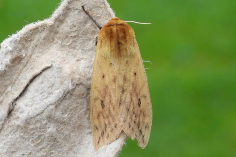 They Become Isabella Tiger Moths In Spring