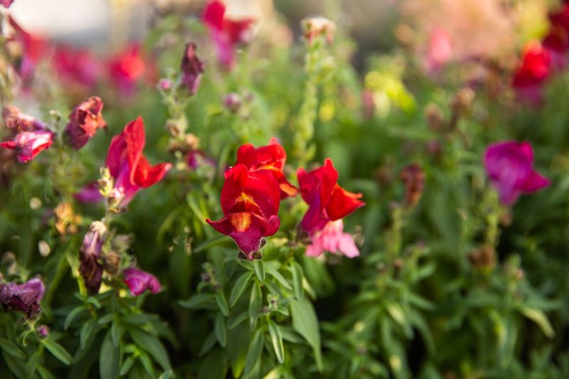 They Bloom Earlier In Spring They Bloom Earlier In Spring
