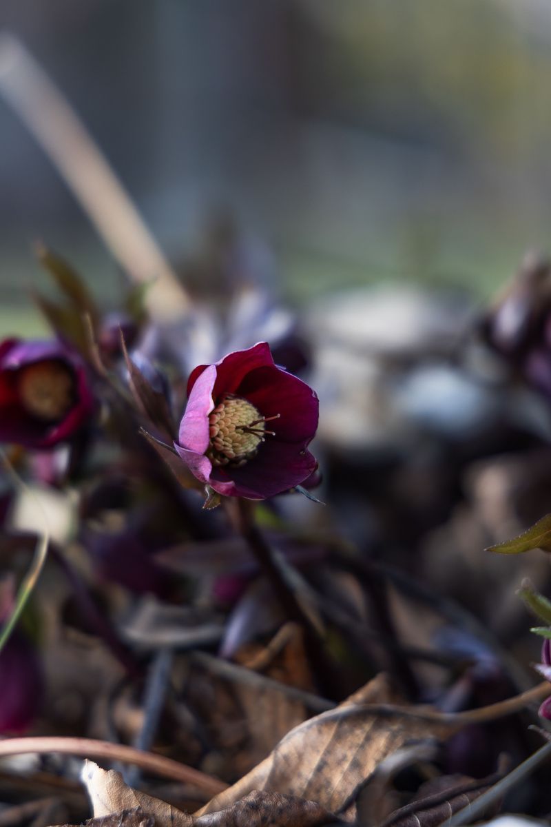 They Bloom When Little Else Does