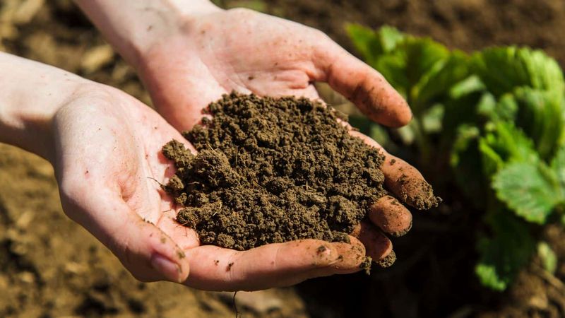 They Break Down And Improve Your Soil They Break Down And Improve Your Soil
