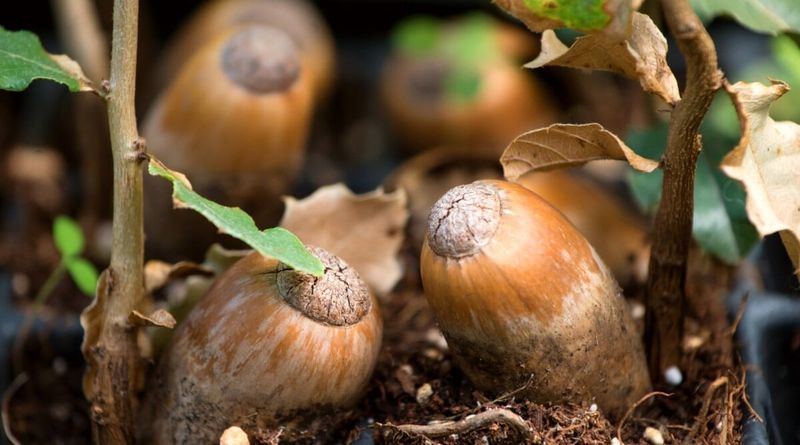 They Bury Acorns Like Expert Gardeners