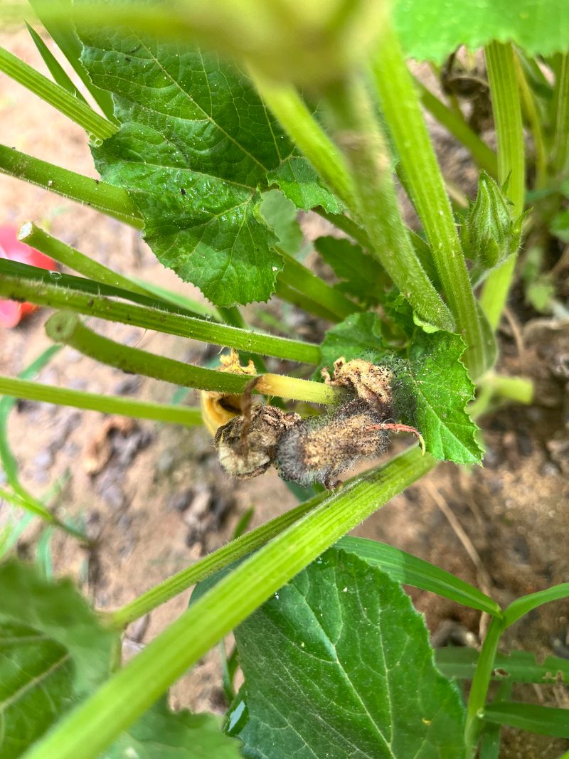 They Can Carry Bacterial Wilt Into Next Season