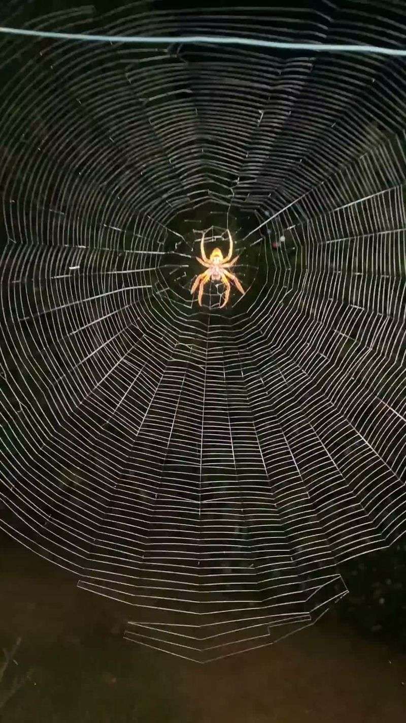 They Catch Mosquitoes And Garden Pests