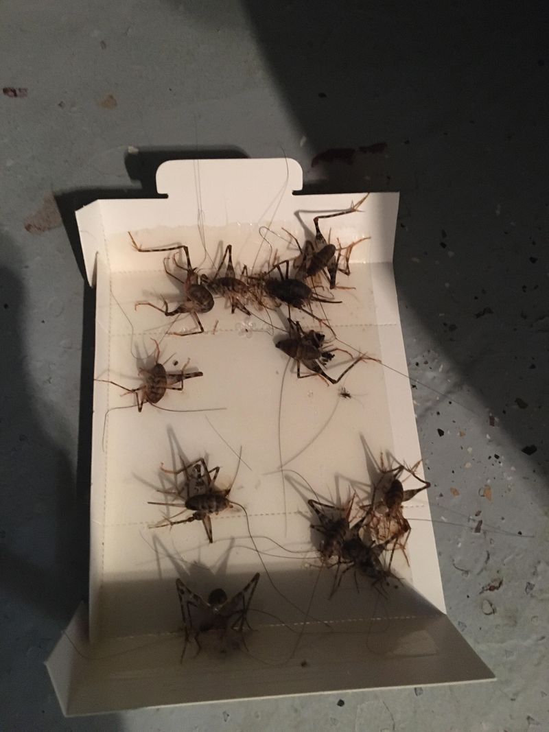 They Clean Up Debris That Collects In Basements