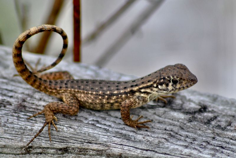 They Eat Invasive Brown Anoles They Eat Invasive Brown Anoles