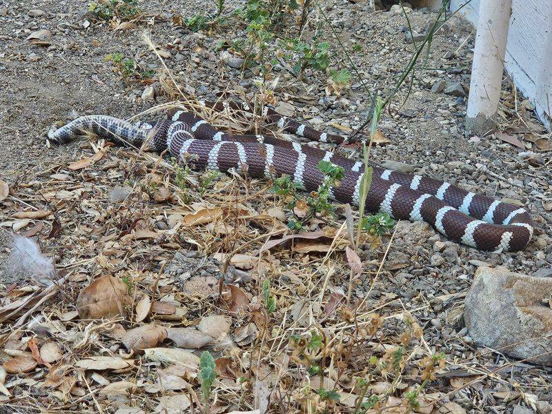 They Eat Rodents And Even Rattlesnakes