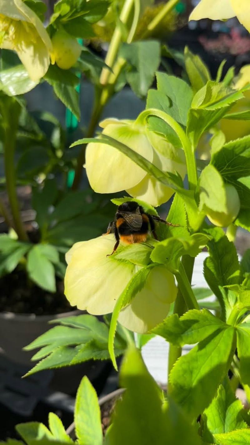They Feed Early Pollinators