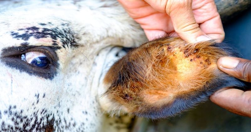 They Feed On Pets, Livestock, And Wildlife