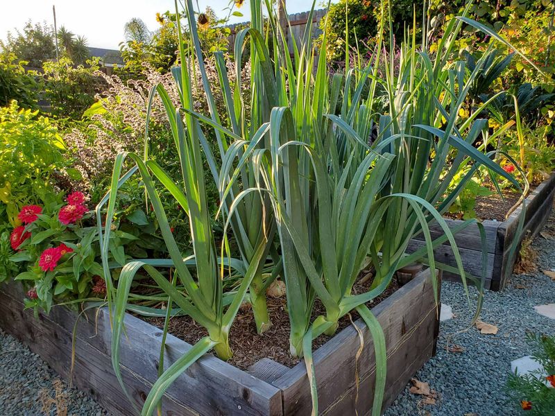 They Fit Easily Into A Small Garden