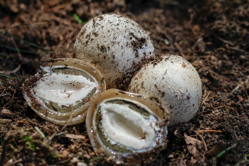 They Hatch From A Gooey “Witch’s Egg”