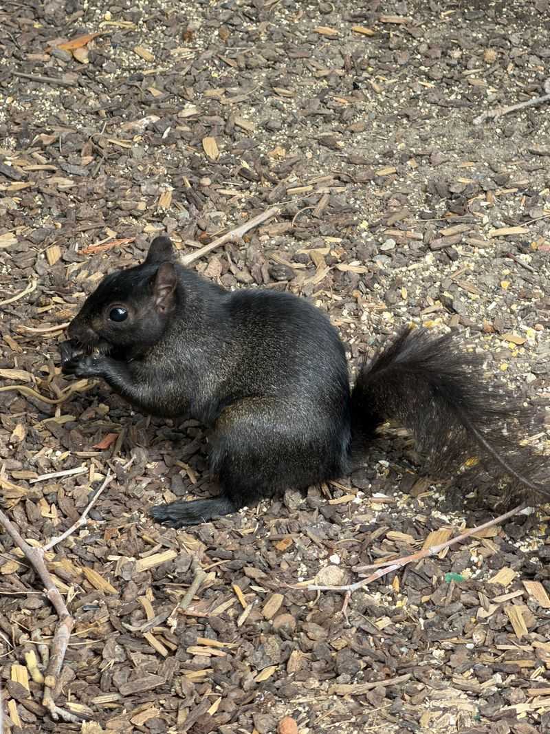 They Haven't Pushed Out Ohio's Gray Squirrels