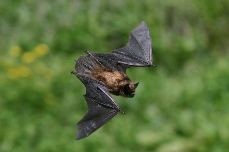 They Help Keep Garden Pests In Check They Help Keep Garden Pests In Check