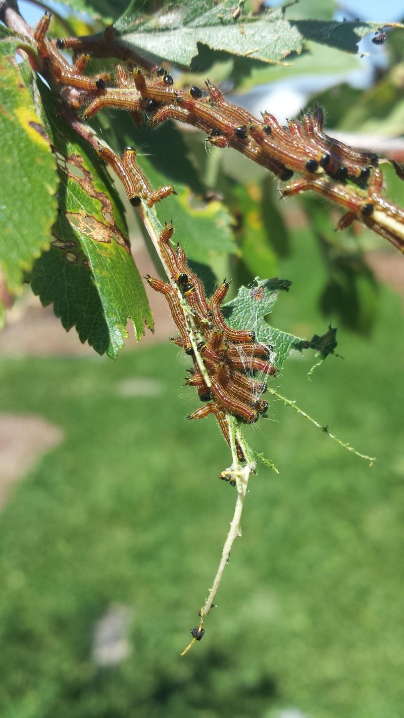 They Host Caterpillars That Feed Baby Birds