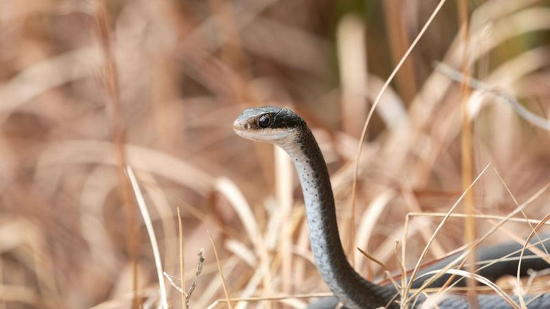 They Hunt By Day, So They're Easy To Spot They Hunt By Day, So They're Easy To Spot