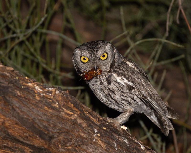 They Hunt Insects And Rodents At Night They Hunt Insects And Rodents At Night