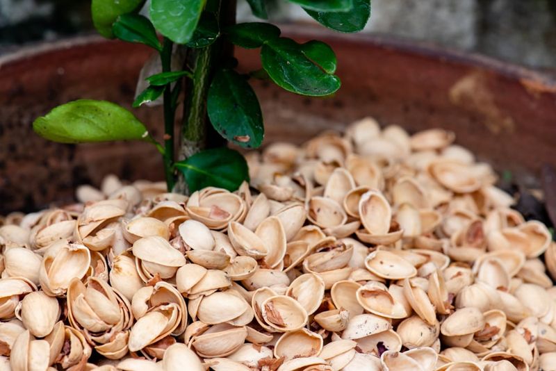 They Make A Neat Top Dressing For Potted Plants