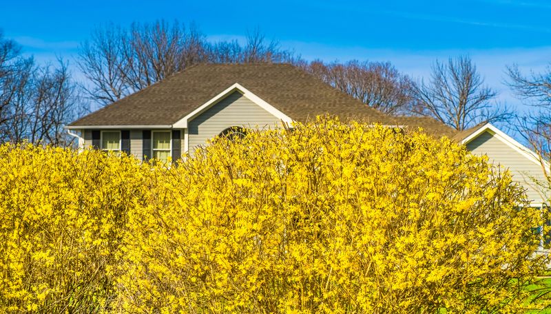 They Make Quick, Flowering Hedges