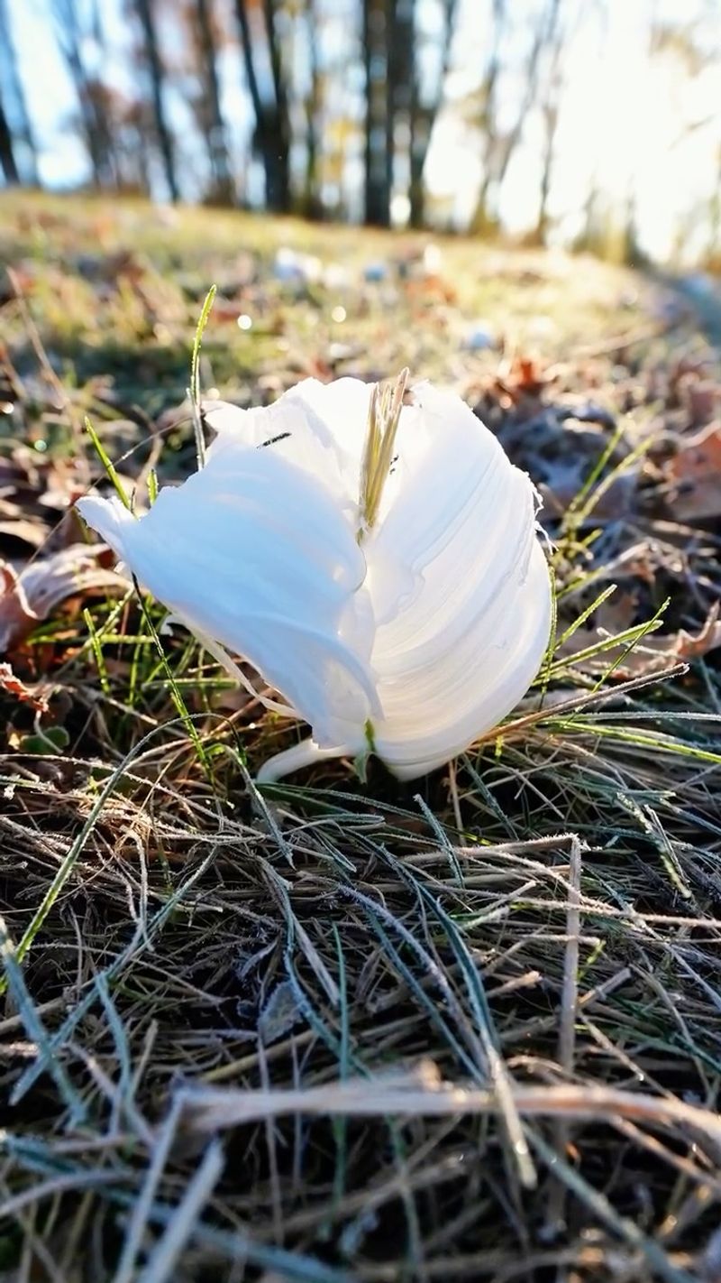They Melt Within Hours Of Sunrise