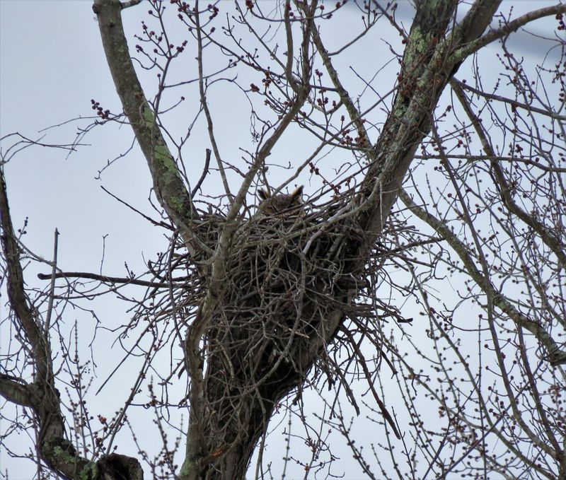 They Move Into Old Stick Nests Built By Other Birds They Move Into Old Stick Nests Built By Other Birds