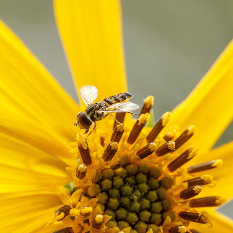 They Pollinate More Than You Think