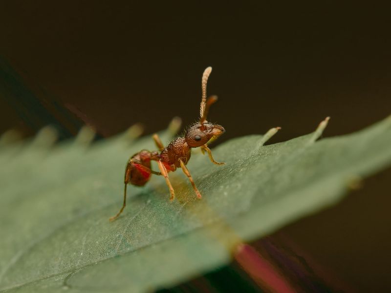 They Probably Hitched A Ride In A Potted Plant They Probably Hitched A Ride In A Potted Plant