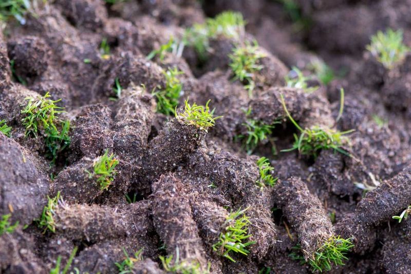 They Pull Soil Plugs To Let The Roots Breathe