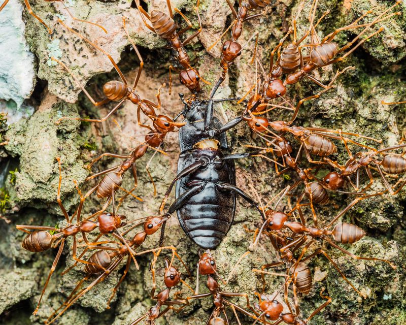 They Reduce Insects Other Animals Need For Food They Reduce Insects Other Animals Need For Food