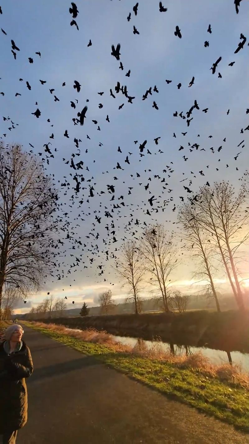 They Scatter To Feed Each Morning
