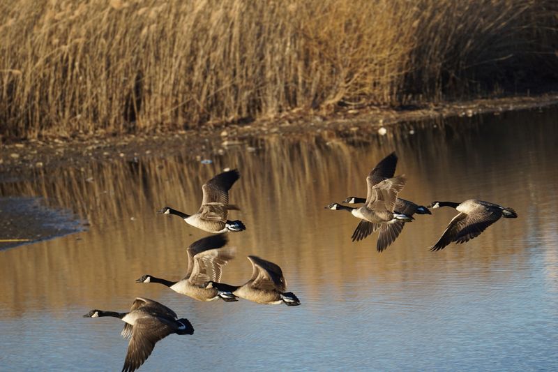 They Shuttle Between Water And Feeding Fields They Shuttle Between Water And Feeding Fields