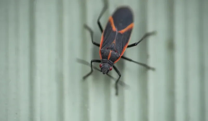 They Slip In Around Doors, Windows And Soffits